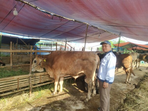 Survei Hewan Qurban
